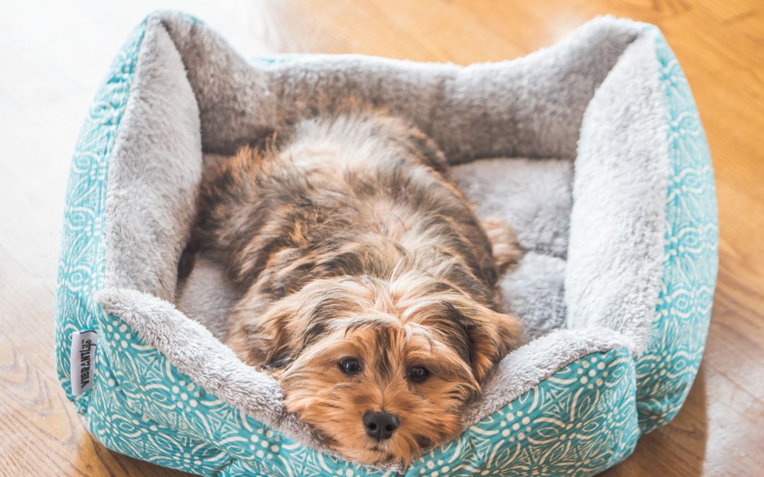 FAQS sobre camas para perros con problemas articulares o movilidad reducida