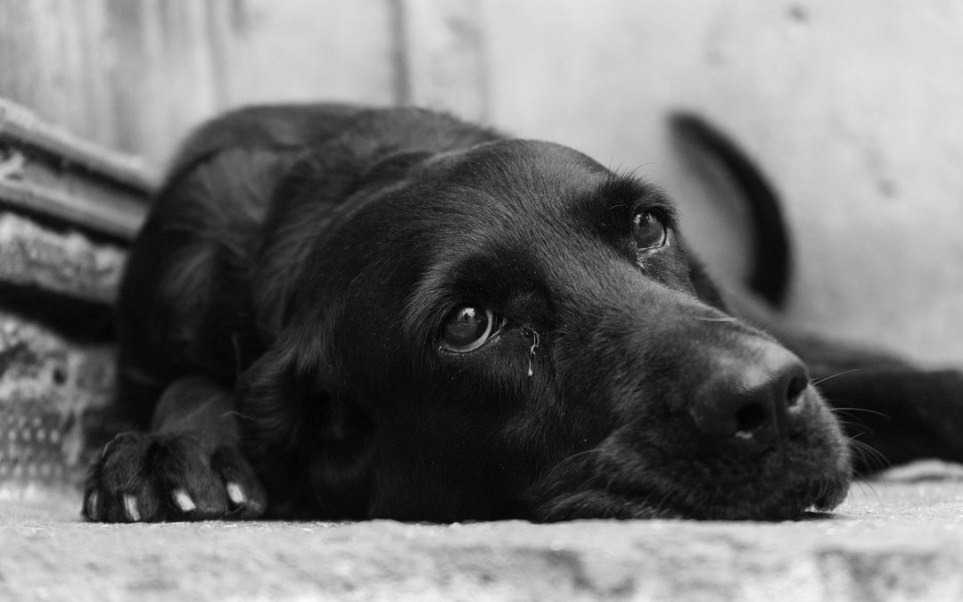 MI PERRO NO SE MUEVE IGUAL… ¿Y AHORA QUÉ?