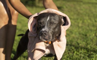 ¿Tu perro pasa calor? Cómo saberlo y qué hacer al respecto