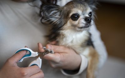 Las uñas de tu perro: lo que te están contando (y quizá no estás viendo).